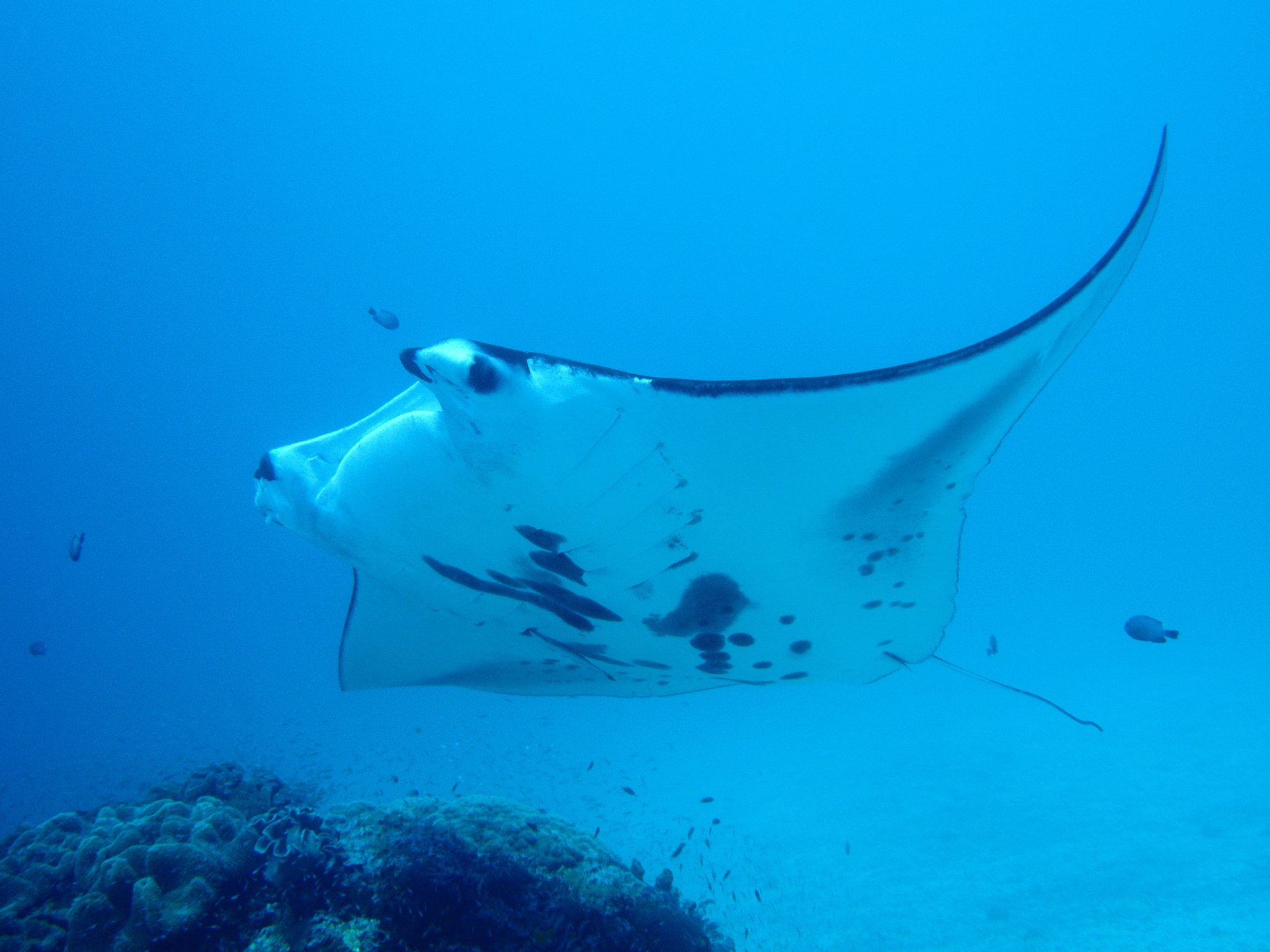 Ikan Pari Manokwari